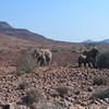Loxodonta africana | Elephant, African